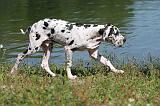 DOGUE ALLEMAND 072